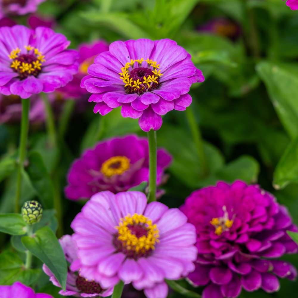 Zinnia 'Benarys Giant Lilac' (frø)